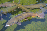 Trout
